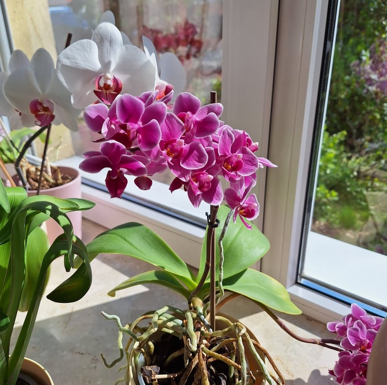 a bunch of pink Orchid flowers
