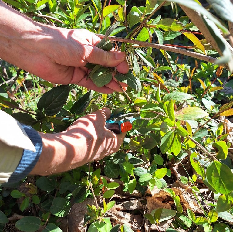a person that is pruning a bush