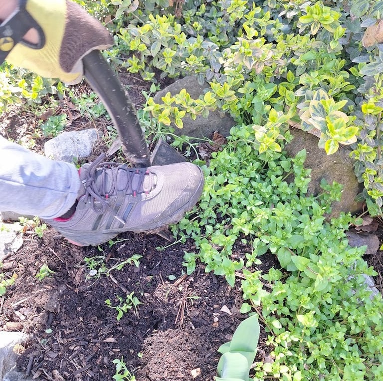 a person diging up a plant in our garden