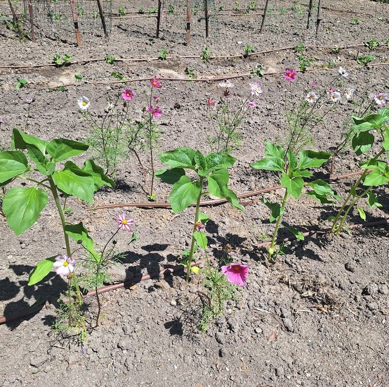 a lot of plants with compost in the soil