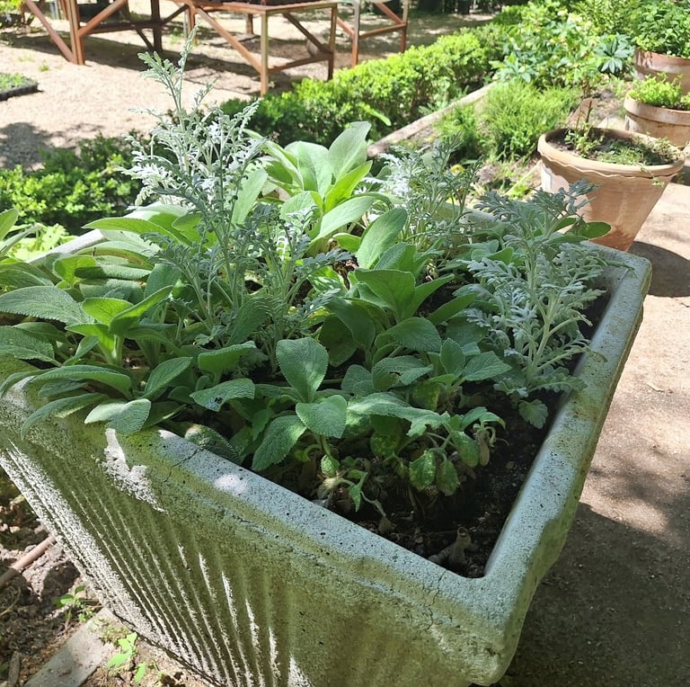 multiple plants and herbs planted together in a large pod