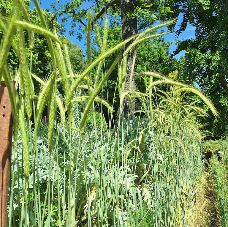 Corn planted together with other plants