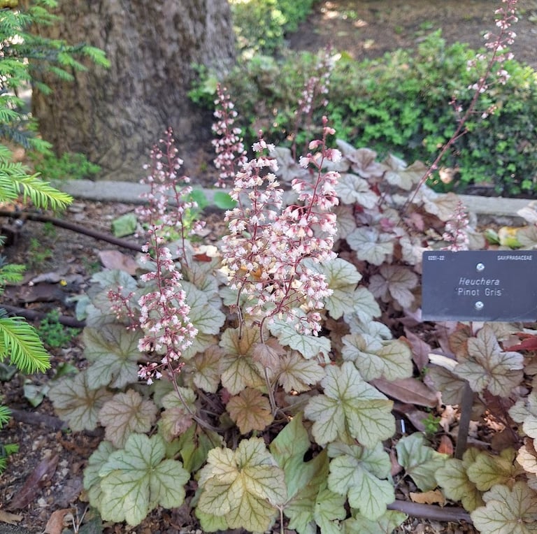 a flowering and low maintenance perennial thriving in USDA zone 6