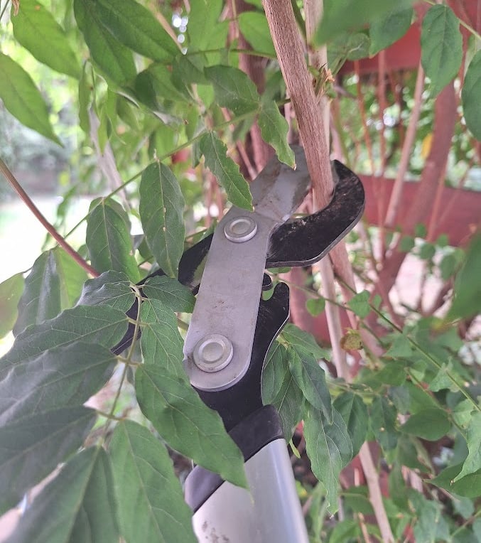 a hanging plant being trimmed