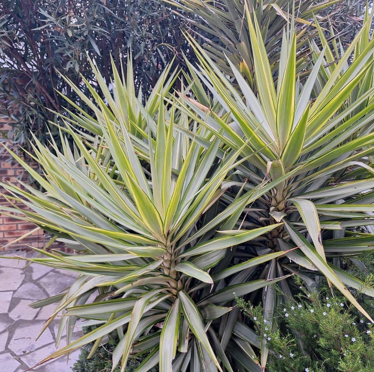 two outdooor cacti in a garden