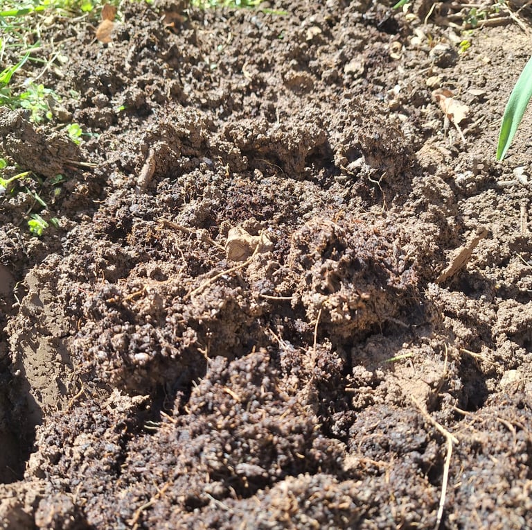 loam soil in a garden