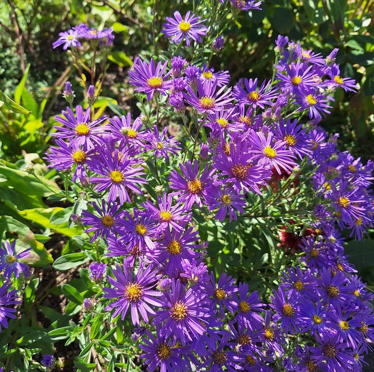 multipe september flowering plants in a garden