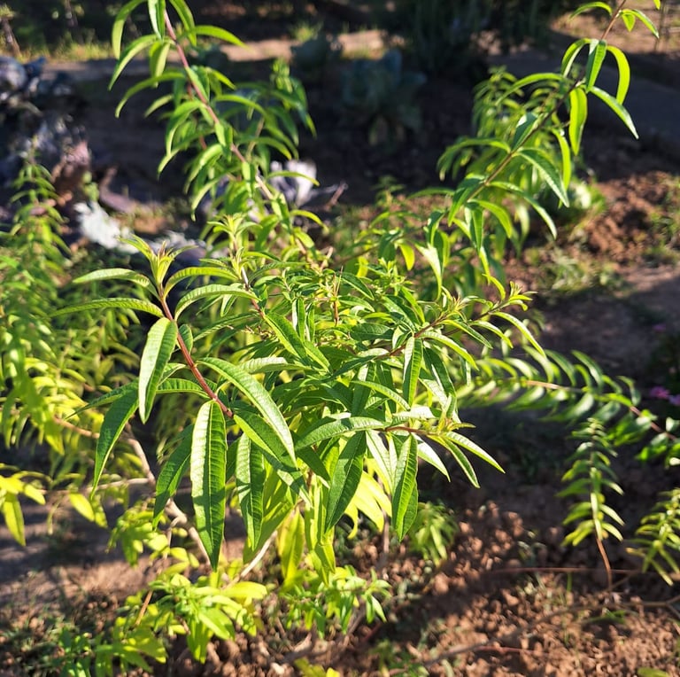 a low growing evergen shrub with green leaves