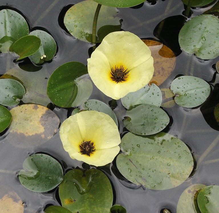 two yellow Water Poppys in a pond