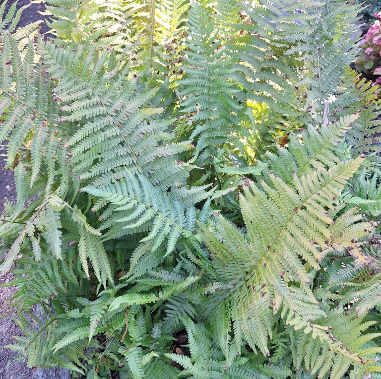 a leafy garden plant called Fern with very small leaves