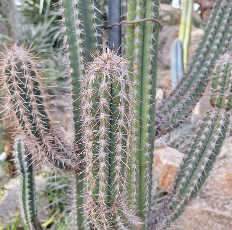 a few Xiquexique Gounellei tall cactus stems growing together