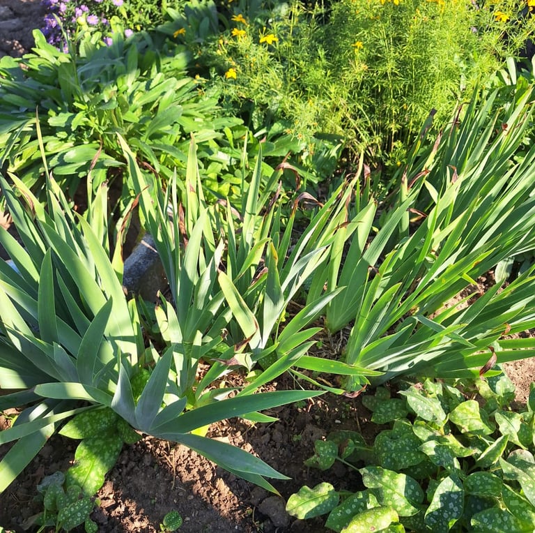 multiple low growing evergreen Yucca shrubs
