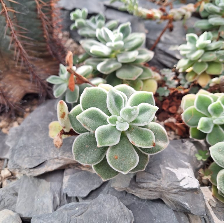 a tiny green Echeveria succulent