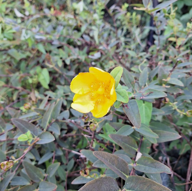 a flower at the end of a stem