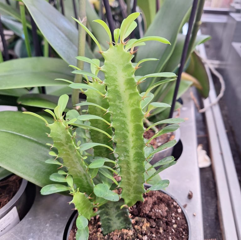 three bright green indoor African Milk Tree cacti