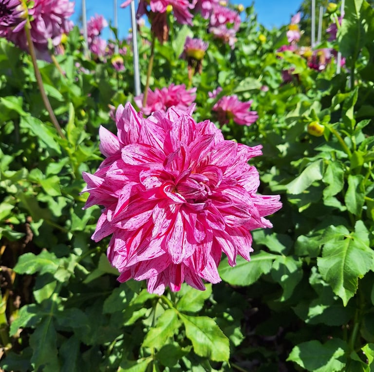 one perennial plant with a big pink flower thriving in full sun