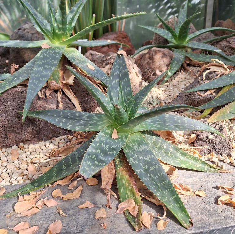 two green succulent cacti growing in a dry environment