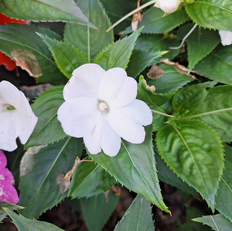 a small Impatiens bush with a white flower