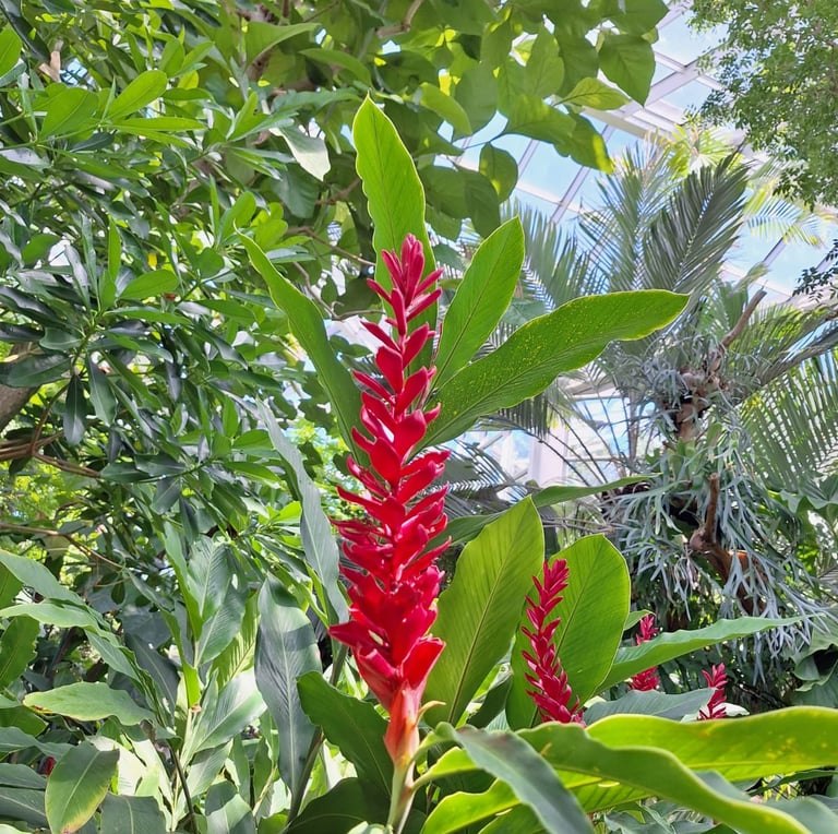 long red flowering stems named Red Ginger