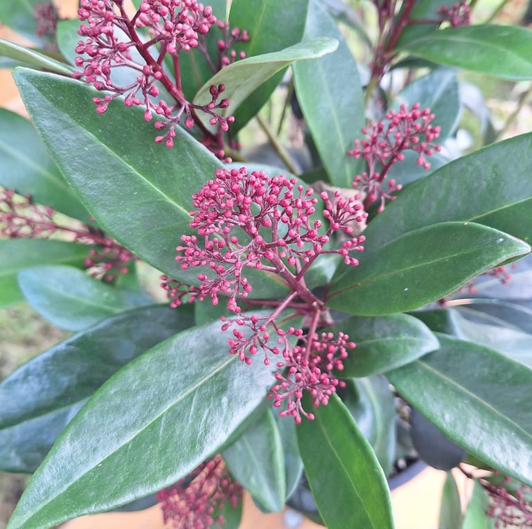 a Skimmia bush with red flowers and evergreen leaves