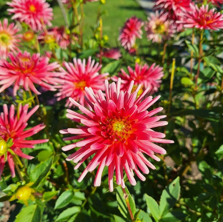 beautiful red-white Dahlia blooms on a bush