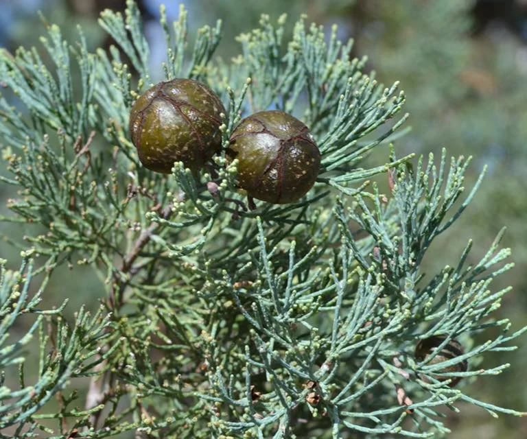 white-green White Cypress Pine stems with two pine cones