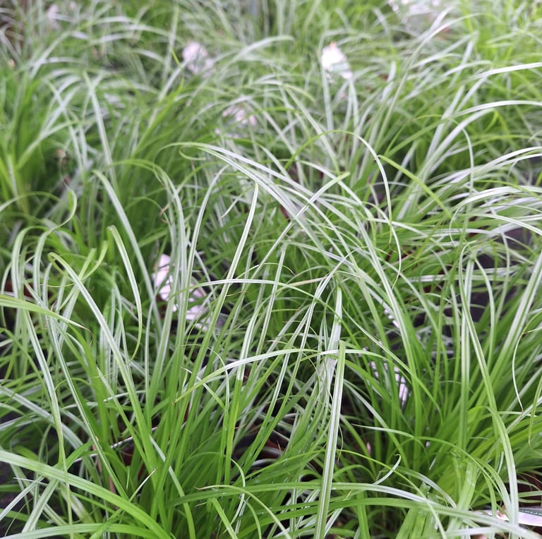 a bunch of green Mondo Grass covering the ground