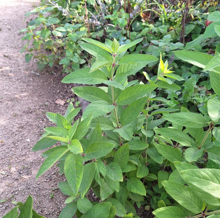 Mint herbs growing well in a green space