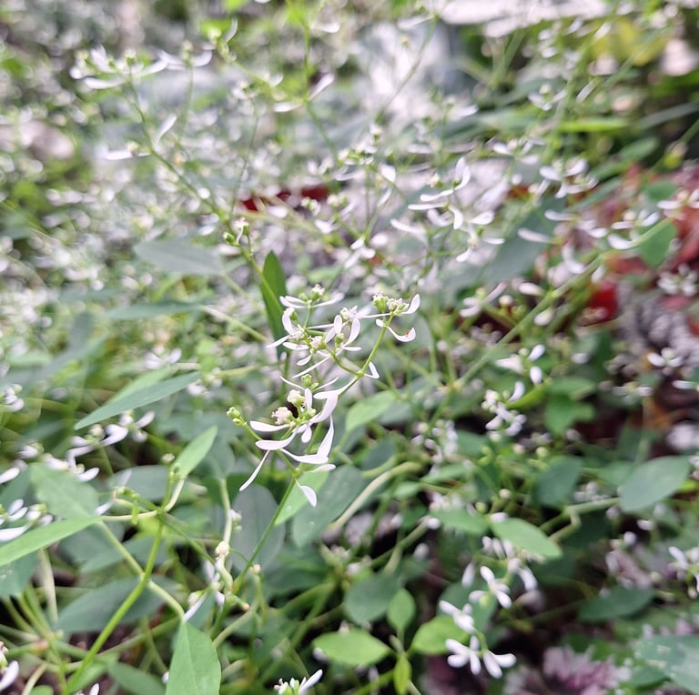 A number of bushy small flowers