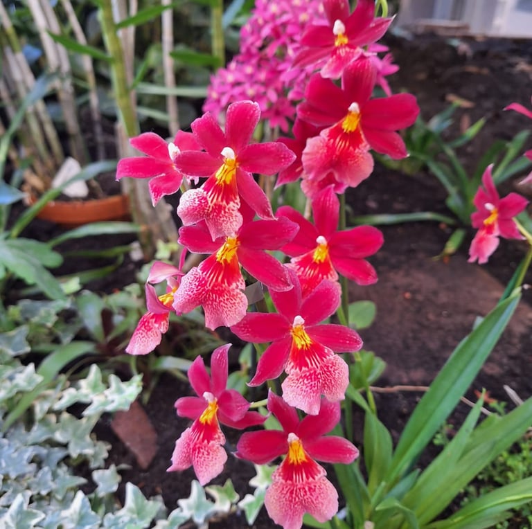 a bunch of red Orchid flowers outdoors