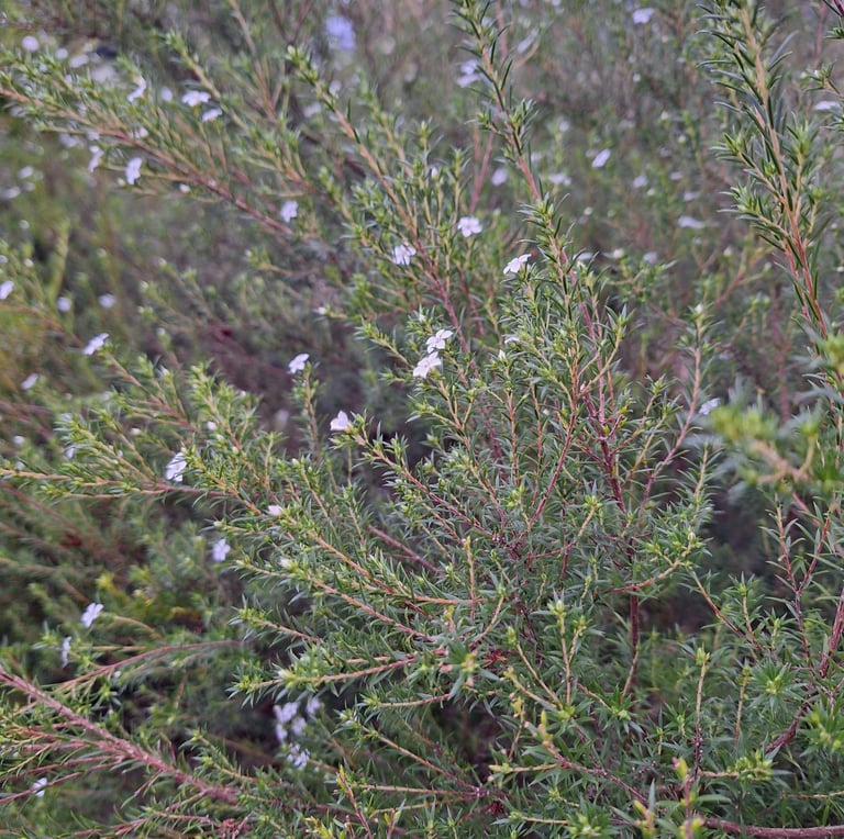 an annual bush with small white flowers