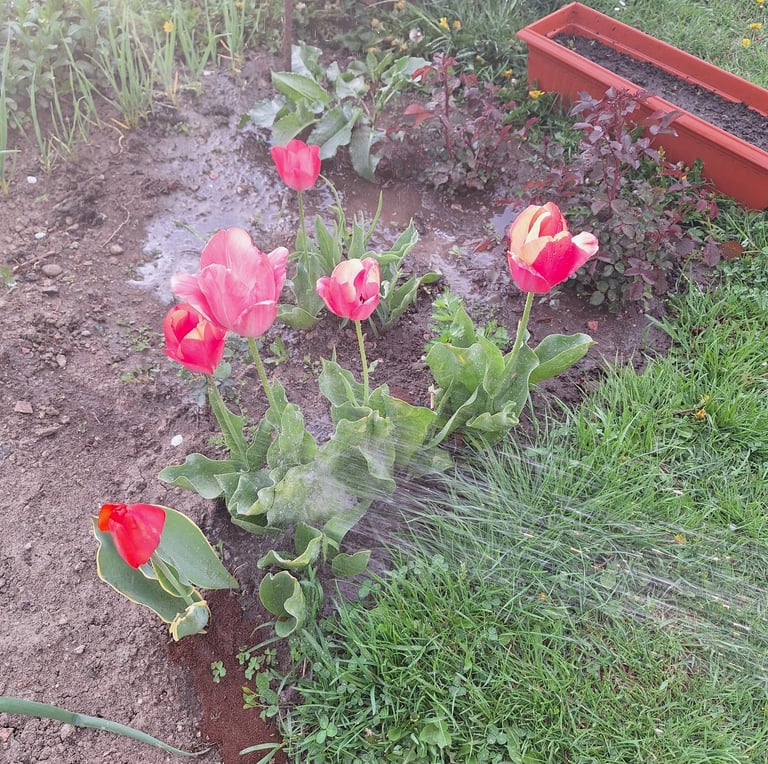 a person watering multiple flowers and plants 