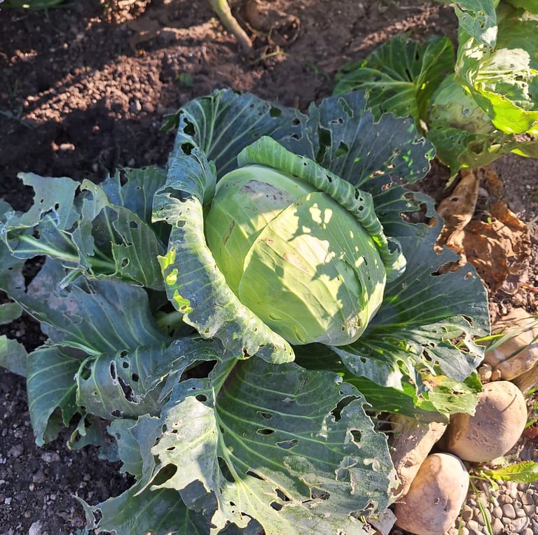 one big September Cabbeage with large green leaves