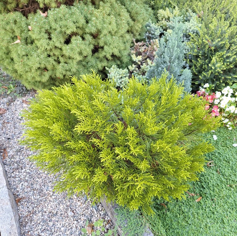 a tiny evergreen Cypress shrub around other plants