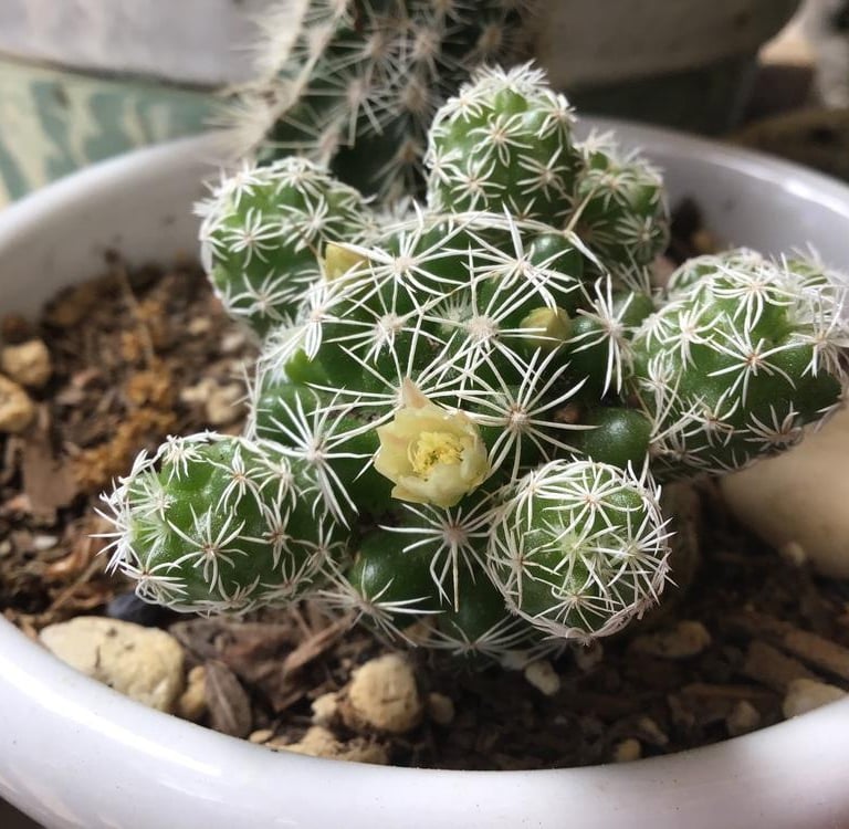 a Thimble Cactus with a yellow flower and white thorns