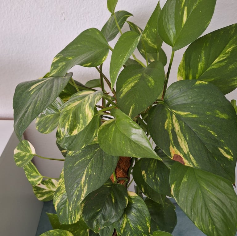 one leafy Pothos plant growing vertically