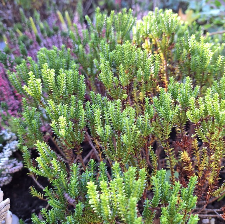 a small green shrub with very tiny leaves