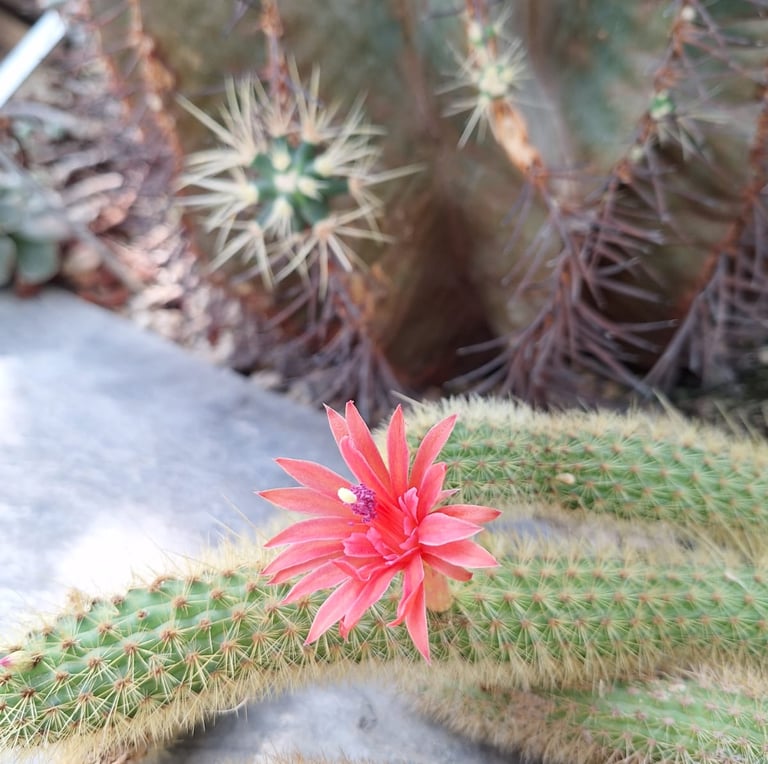 a flowering indoor Rat Tail Cactus
