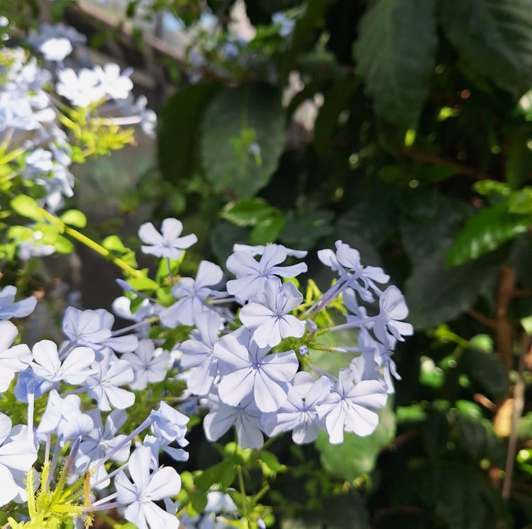 multiple light blue Japanese Plumbago flowers 
