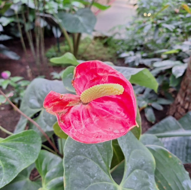 a Flaming Lily that grows in China