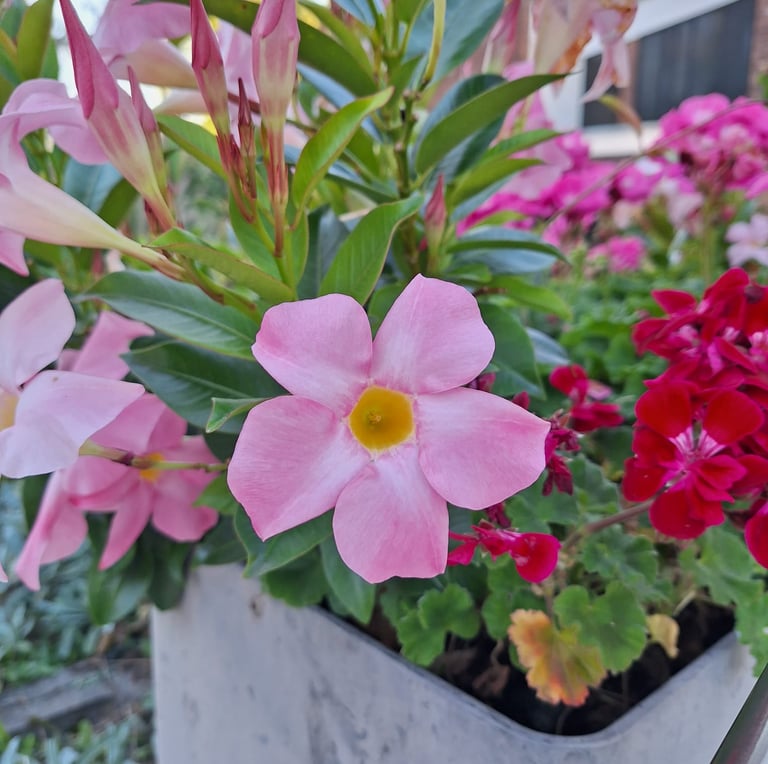 pink and red flowers in a flower bed with green plants