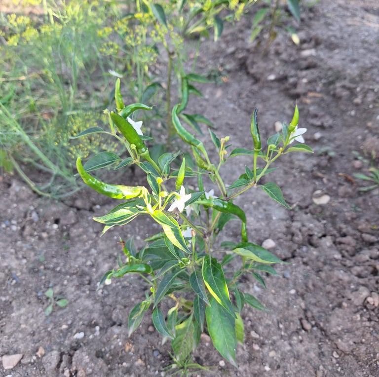 a Pepper plant with multiple green Peppers