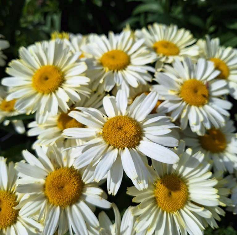 a bunch of white-yellow flowering perennials