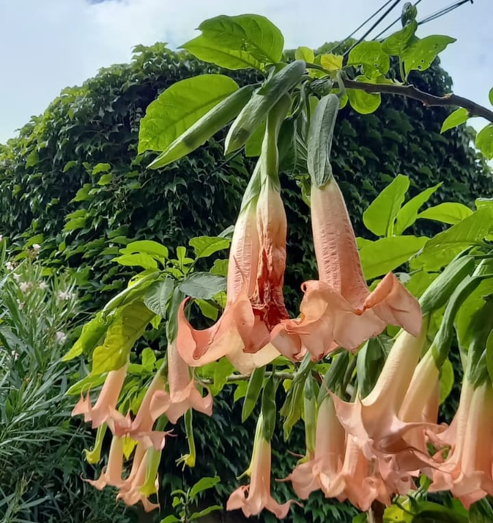 multiple flowering Angel's Trumpet plants from South America