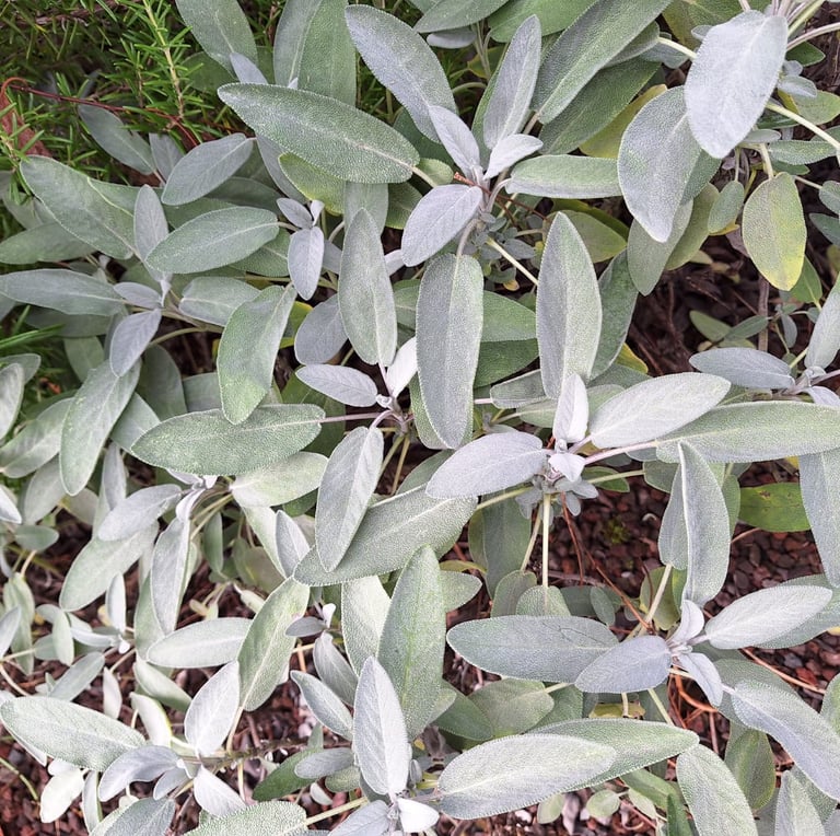 multiple Lamb's Ear Plants with soft leaves