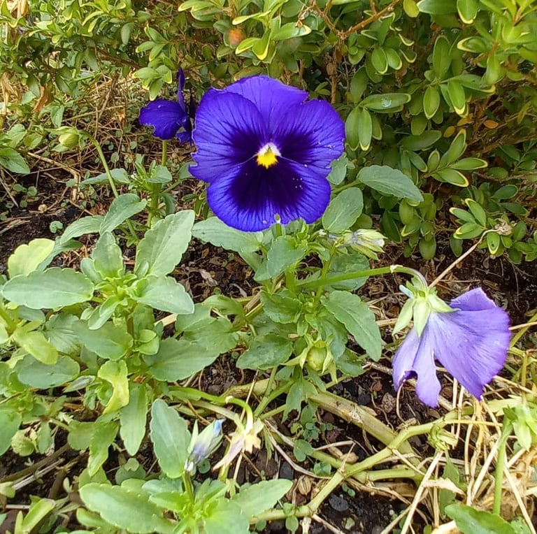 one Himalayan Hybrid Violet flower