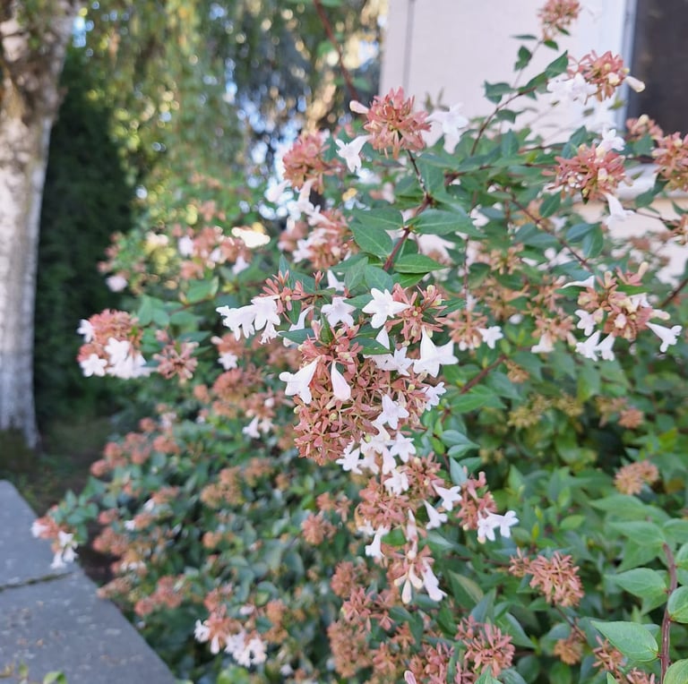 bushy plants with tiny white fowers