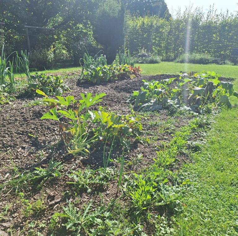 a vegetable garden watered properly