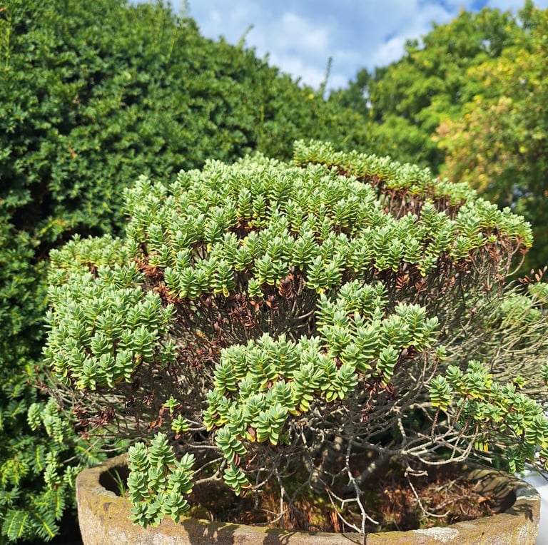 a Myrtle Spurge evergreen shrub in a planter