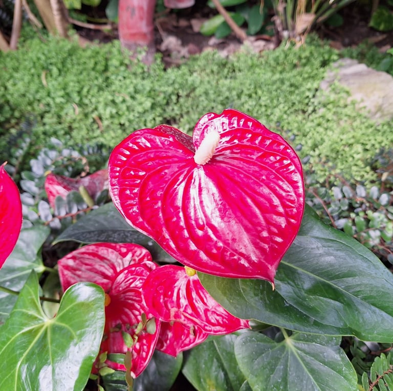 a tropical flower blooming in a green space